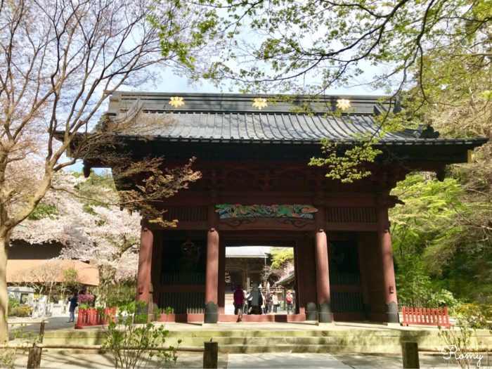 鎌倉の妙本寺のソメイヨシノ