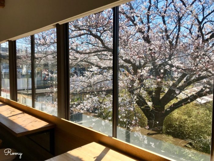 ダンデライオンチョコレート鎌倉店から見える桜