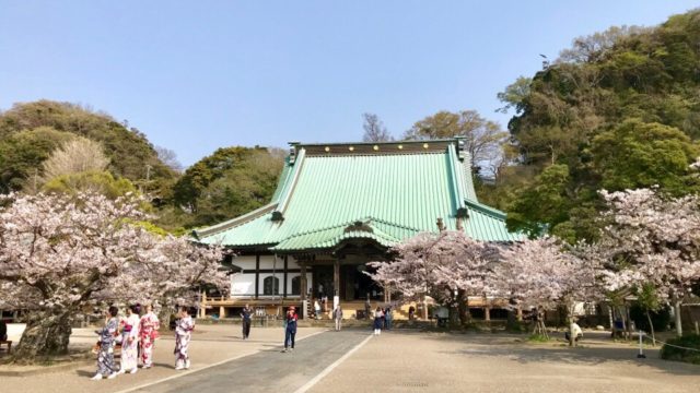 鎌倉の光明寺の桜