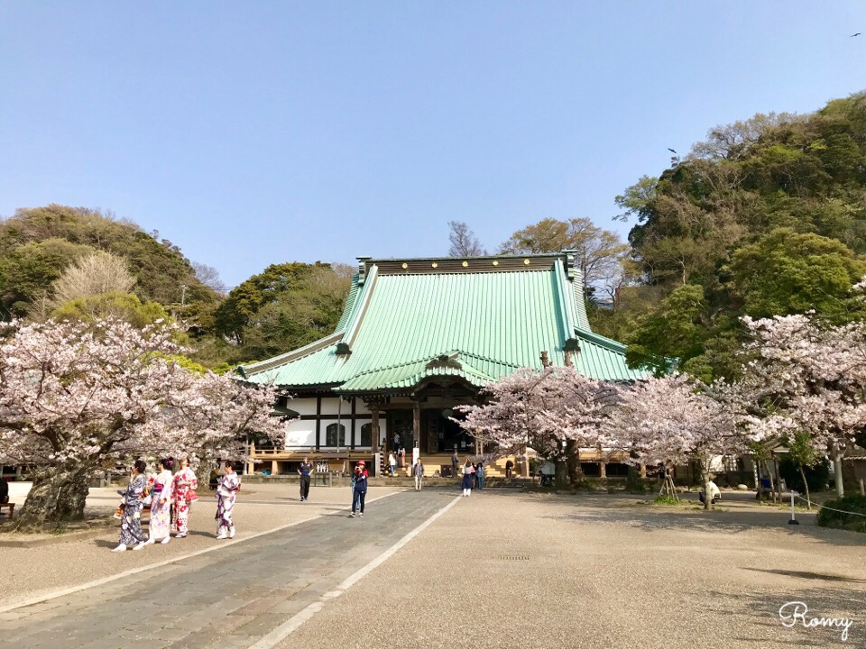 鎌倉の光明寺の桜