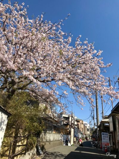 ダンデライオンチョコレート鎌倉店の前にある桜