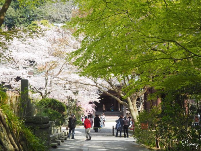 鎌倉の妙本寺の緑とソメイヨシノ