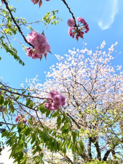 鎌倉の本覚寺の八重桜