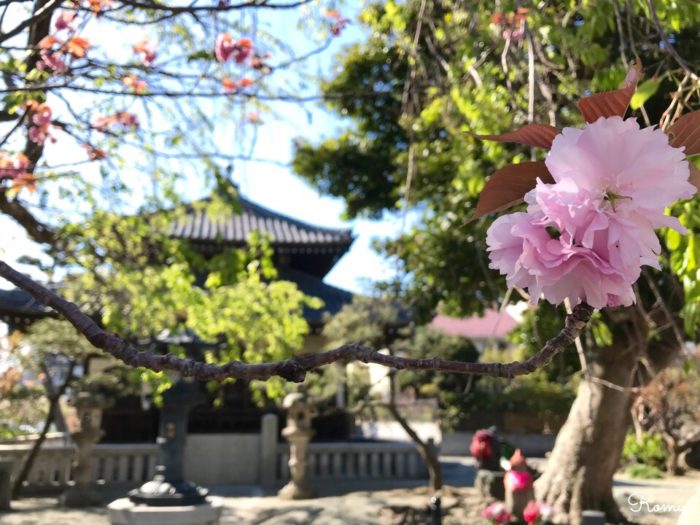 鎌倉の本覚寺の八重桜