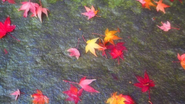 鎌倉宮の紅葉