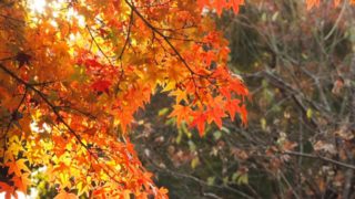 鎌倉宮の紅葉