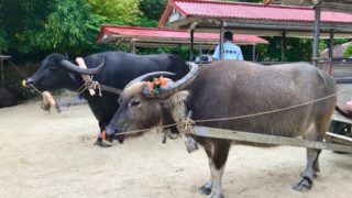 竹富島で水牛車観光