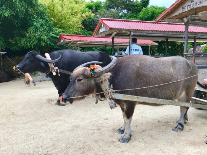 竹富島で水牛車観光