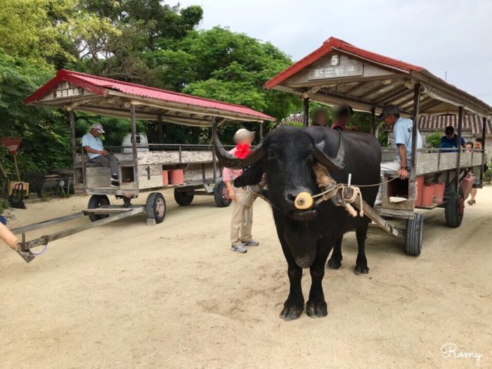 竹富島で水牛車観光
