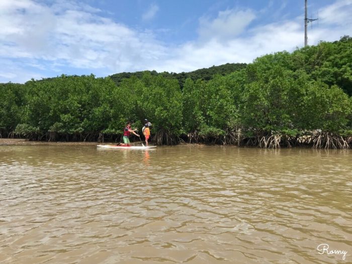 西表島の浦内川でマングローブSUP
