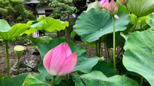 鎌倉本覚寺の蓮の花