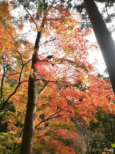 鎌倉「妙本寺」の紅葉