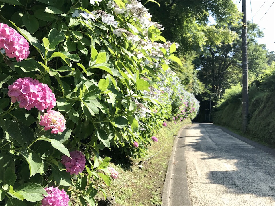 亀ケ谷坂の紫陽花