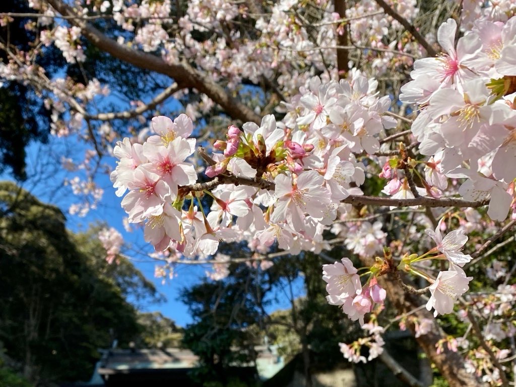 早咲きの玉縄桜