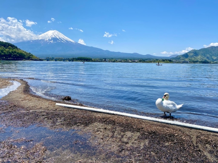 富士山と河口湖と白鳥？