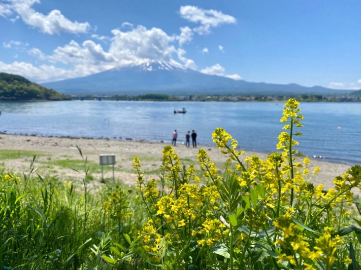 富士山と河口湖と菜の花