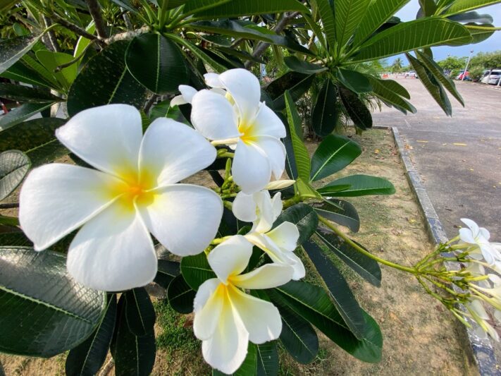 カンボジャの花