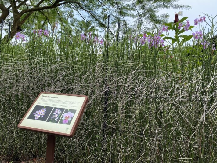 シンガポールの国花